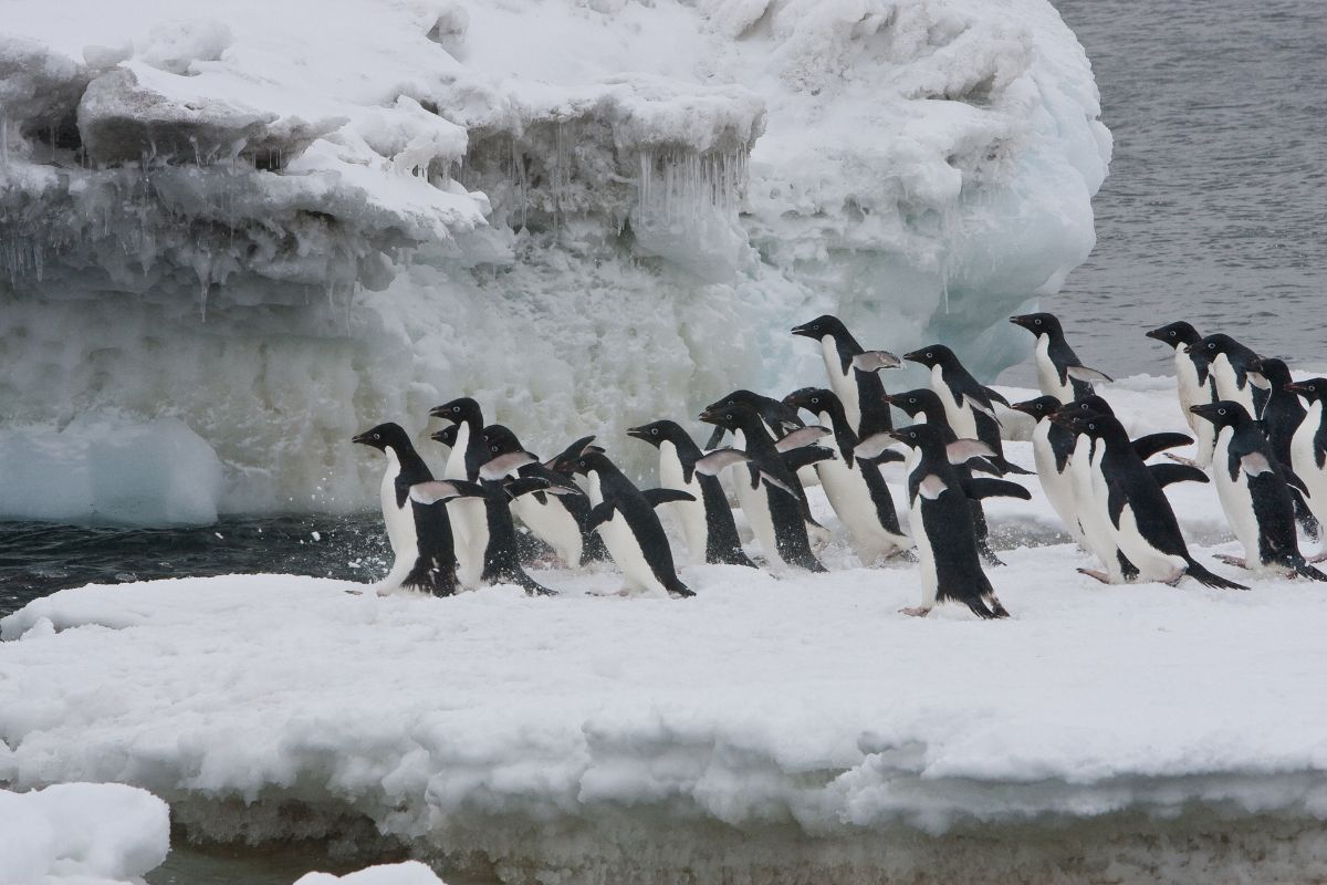 pinguinos-antartida-terramar